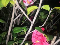 -深圳国际园林花卉博览园