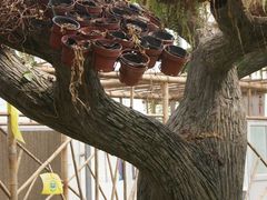 景点-观光南瓜园