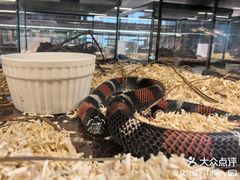 -帕帕拉兹宠物(亚洲旗舰店)