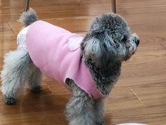 -汪说·狗咖·拼豆·宠物周边DIY(旺城大厦店)