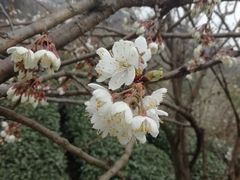 -樱桃山旅游景区