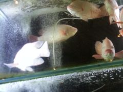 -珍宝海鲜(东海岸海鲜中心)