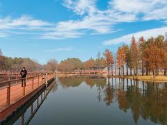 -贡湖湾湿地公园