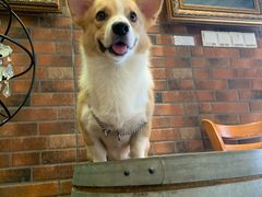 -more than meow吴止猫主题餐厅(承德 中船汇店)