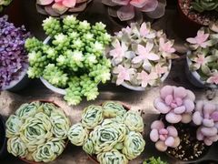 -秦美花卉(天朗·莱茵小城2期店)