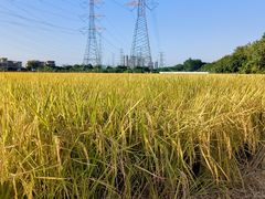 -低涌(地铁站)