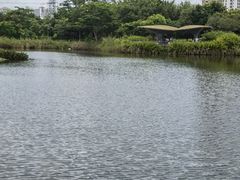 -福田红树林生态公园