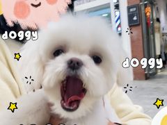 -帕帕拉兹宠物(亚洲旗舰店)