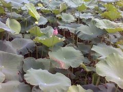 -建华生态湿地百荷园