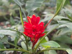 -中国科学院西双版纳热带植物园