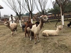 -黄龙溪欢乐田园