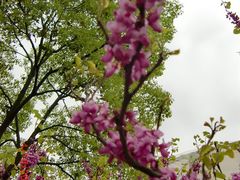 CIMG1643-苏州太湖西山岛开心农场