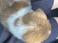 -嘉馨宠物医院·CT影像转诊·心脏科·犬猫全科诊疗中心(下沙大学城院区)