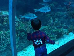 -迪拜水族馆及水下动物园
