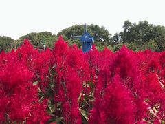 -广州市流溪河国家森林公园