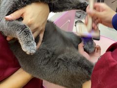 -FAELING PETS美天灵宠物(富力广场店)