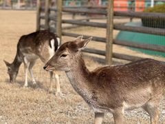 -苏州太湖西山岛开心农场
