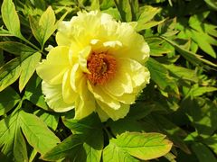 -洛阳市隋唐城遗址植物园