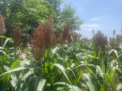 -三圣花乡旅游区