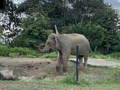 -清迈夜间动物园