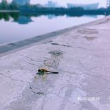 秋天去哪看红叶银杏，来奥森公园吧
