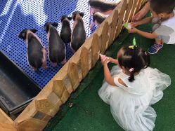 -萌宠亲子动物乐园(槐房万达店)