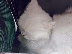 -瑞派康怡24h宠物医院·犬猫医疗中心·微创绝育(瑞景分院)
