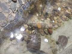 -上海大自然野生昆虫馆(东方明珠·爬宠昆虫探索中心)