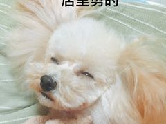 -八公叔叔宠物美容连锁(春申店)