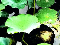 -长春市南湖公园