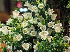 -深圳威尼斯英迪格酒店-邻芙花廊下午茶·NINFA GALLERY·蛋糕·咖啡