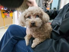 -利又安动物医院··老年病·猫科犬科·中兽医