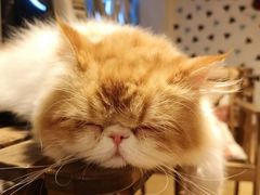 -Cappucimeow猫咪咖啡馆(韦伯时代店)