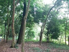 -南宁良凤江国家森林公园