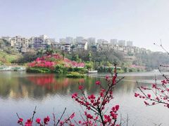 -重庆彩云湖湿地公园