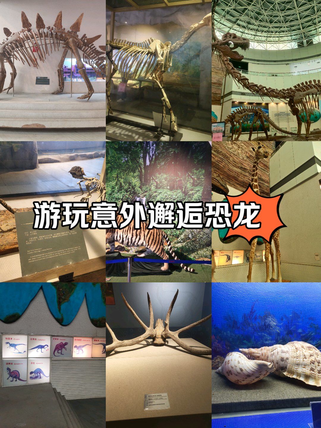 福建博物院自然馆里的奇妙世界!
