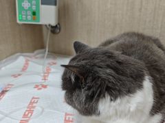 -北京观赏动物医院·24小时大型综合·猫专科·异宠专科