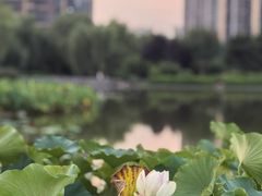 -木塔寺遗址生态公园