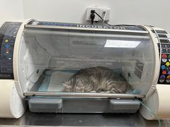 -荔康动物医院(康王北路店)