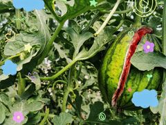 -庞各庄西瓜蔬菜采摘园·锦华瓜园