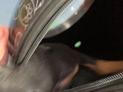 -宠颐生宠物医院外科·内科·皮肤科·影像科(石龙店)