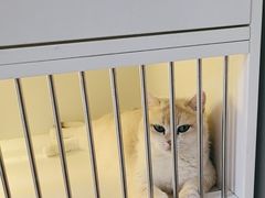 -十月米努特矮脚猫舍
