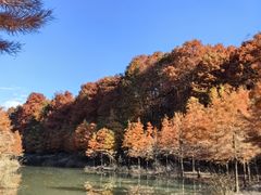 -小芝红树林