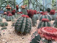-深圳仙湖植物园