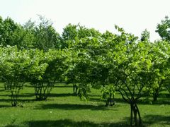 观赏树木-长春公园(普阳街道)