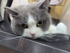 -爱侣宠医·鹦鹉专科·小型哺乳类·异宠专科(灵石路店)