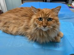 -纳吉亚猫专科动物诊疗中心(蒋宅口分院)