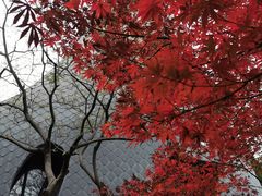 -上海交通大学医学院附属瑞金医院(总院)
