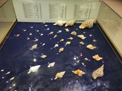 -青岛贝壳博物馆
