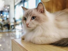 -瞄一喵猫咖(格力海岸店)